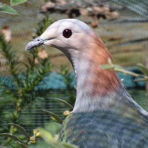 Red-nape imperial pigeon