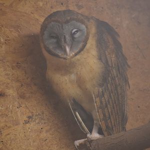 Ashy-faced owl