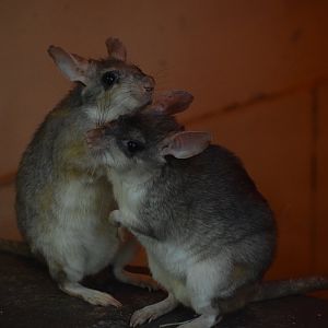 Malagasy jumping rat