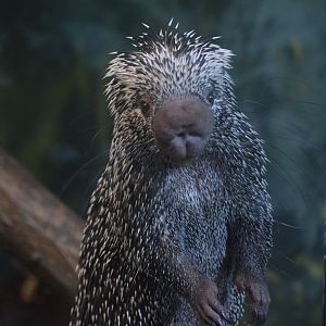 Prehensile-tailed porcupine