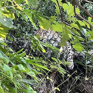 South America’s Pantanal