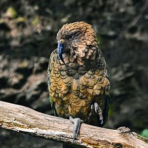 Kea