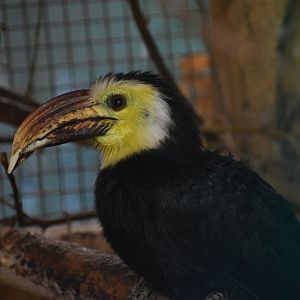 Sulawesi hornbill
