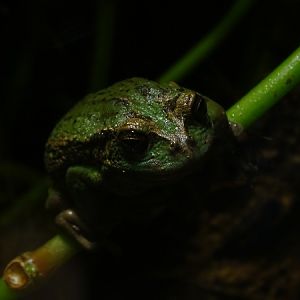 Riobamba marsupial frog (Gastrotheca riobambae)