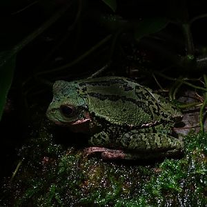 Loja marsupial frog (Gastrotheca lojana)