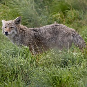 Coyote