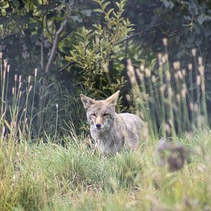 Coyote