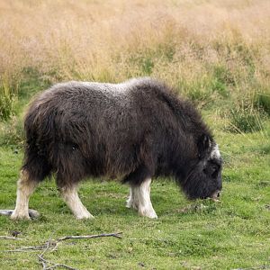 Musk Ox calf