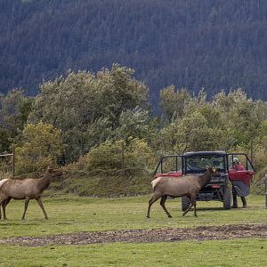Elk with keepers