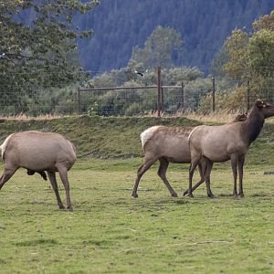Elk