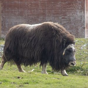 Musk Ox