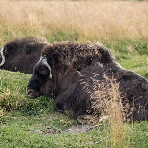 Musk Ox