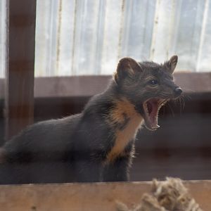 American Marten