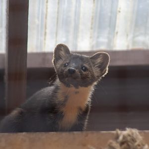 American Marten
