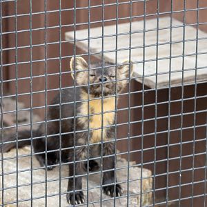 American Marten