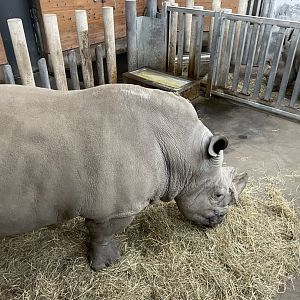 White rhinoceros box