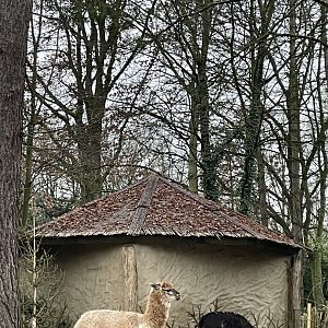Alpaca paddock