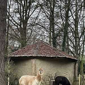 Alpaca paddock