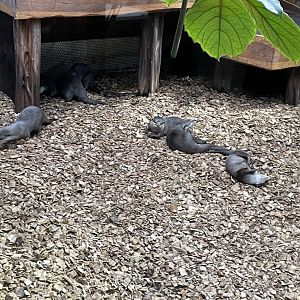 Asian small-clawed otters