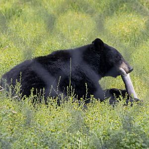 American Black Bear