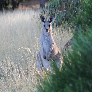 Eastern Grey Kangaroo