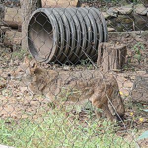 Coyote - Western North Carolina Nature Center