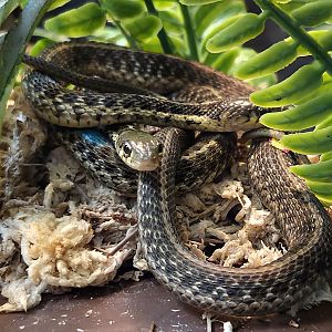 Eastern Garter Snake - Western North Carolina Nature Center