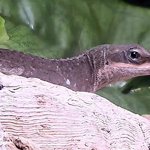 Carolina Anole - Western North Carolina Nature Center