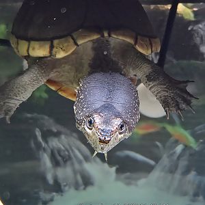 Eastern Mud Turtle - Western North Carolina Nature Center