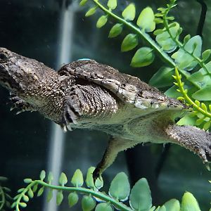Common Snapping Turtle - Western North Carolina Nature Center