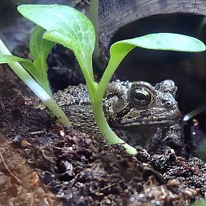 American Toad - Western North Carolina Nature Center