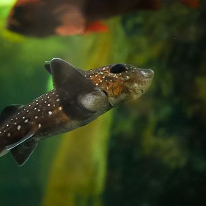 Spotted Ratfish