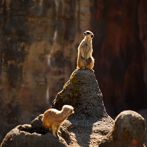 African Meerkats