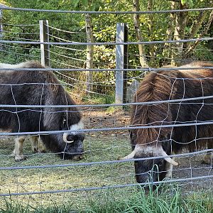 Muskox (juveniles) (Willow and Pretzel)