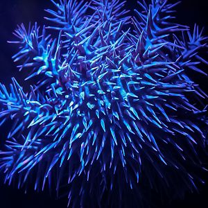 Pacific Crown-of-Thorns Sea Star
