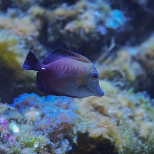 Scopas Tang