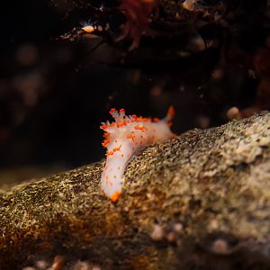 Clown Dorid Nudibranch