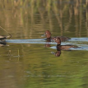 Ferruginous Pochard Aythya nyroca