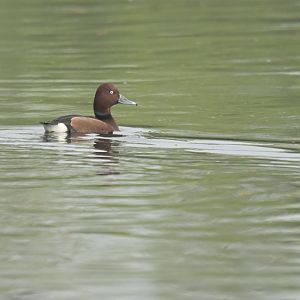 Ferruginous Pochard Aythya nyroca
