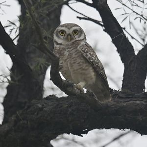 Chevêche brame Athene brama