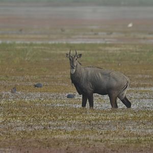 Nilgai Boselaphus tragocamelus