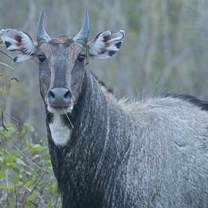 Nilgai Boselaphus tragocamelus