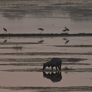 Nilgai Boselaphus tragocamelus