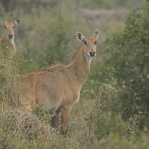 Nilgai Boselaphus tragocamelus