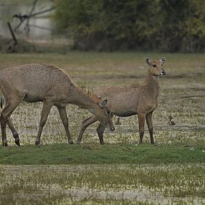 Nilgai Boselaphus tragocamelus