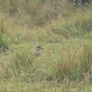 Indian Thick-Knee Burhinus indicus