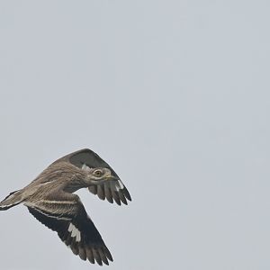 Indian Thick-Knee Burhinus indicus