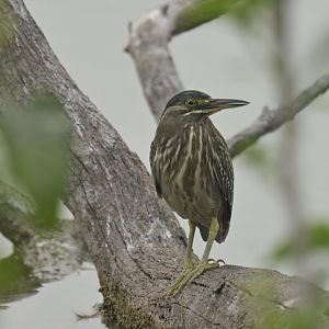 Grey-necked Heron Butorides striata