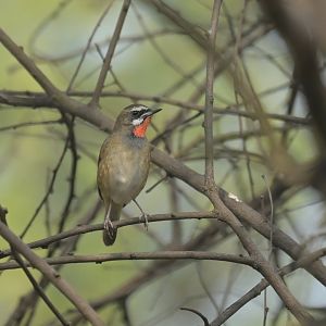Siberian Rubythroat Calliope calliope