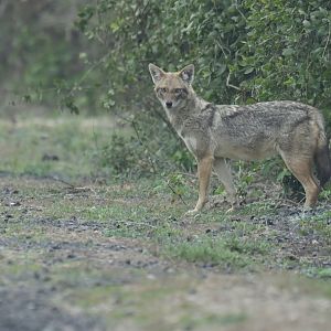 Golden jackal Canis aureus